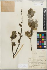 Foto von Salix myrsinifolia Salisb.